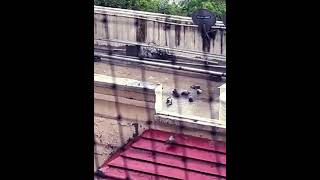 Rainy Day . Pigeons Bathing .. #rain #relaxing #nature #birds