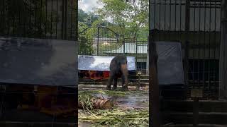 Elephant Dance#youtubeshorts#elephant#elephantshort#elephantshortvideo#elephantdance