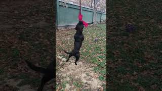 dog training #dogshorts #dog #dogs #doglovers