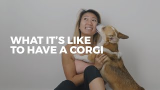 What it's like to own a CORGI • Corgi Facts