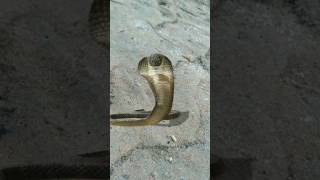 Snake Attack | full video on My profile || #viral #shorts #short #shortvideos