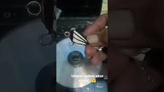 umpan ikan gabus ekornya dari handset bekas