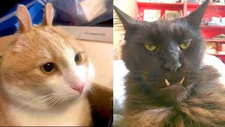 Try Not To Laugh While Watching Funny Animals Compilation (2021) #18