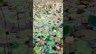 #flowers #lotuspond #lotus #ponds #leaves #nature #shortsviral #shortsfeed