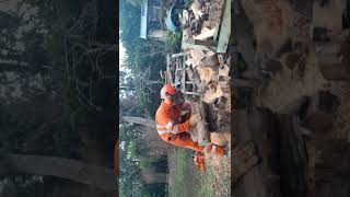 lutys chainsaw mods, 2nd comparison tuned saw against std both husqvarna chinease 58cc chainsaws.