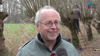 Helvoirtenaar Jan van Balkom over het knotten van de knotwilgen in het Helvoirtse landschap