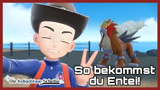 So bekommst du Entei! Pokemon Karmesin & Purpur DLC die Indigoblaue Scheibe