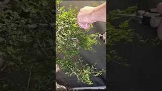 Segundo pinzado de la temporadaa bonsai de fresno, video completo en el canal #bonsai