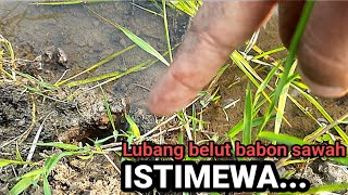 Belut babon sawah bersarang di bawah rumput | Ngurek belut babon sawah terbaru