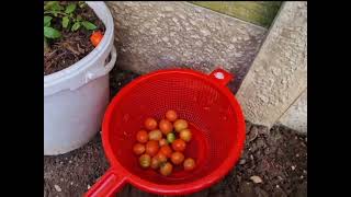 Harvesting Tomatoes 🍅!