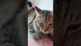 Meong meong mgeong#shortvidio #funny #cute #