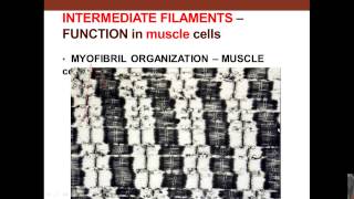 5. Medical School Histology. Muscle Tissue