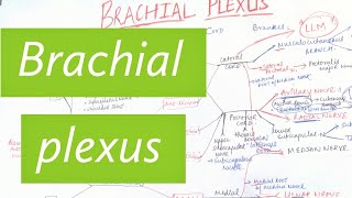 BRACHIAL PLEXUS | Neurology