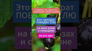 Делюсь нереально действенным рецептом от тли. Попробовав, забудете, как она выглядит#сад#дача