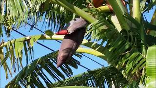 Blooming Banana  Trees at Rosenberg,  Texas USA