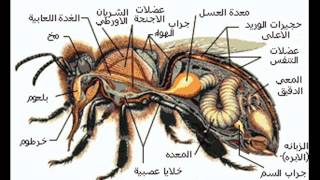 معجزة النحل .. علي القرني