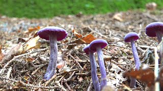 Amethyst deceiver