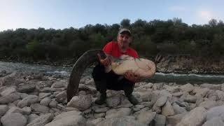 Γουλιανος 22 κιλα και απελευθερωση //// Catfish spinning C&R