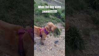 When the dog love zoomin!!!!!!!! #funny #cute #dog