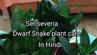 Senseveria.Dwarf Snake plant care & propagation in hindi.