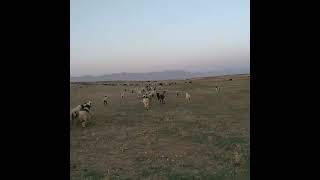 Lambs waiting for their mothers to come back😍,Nomad Iran,  #iran #sheep #viralshorts  #nomadlife