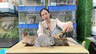 Live stream giới thiệu Thỏ lùn Hà Lan thỏ Thái Lan cách tắm thỏ, bắt thỏ #tho #rabbit #cute #petxinh