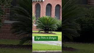 24-159 — Sago Palm in Georgia