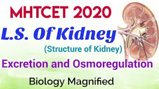 Excretion and Osmoregulation for MHTCET Biology (L.S. of Kidney) MHTCET Biology lecture| CET Biology