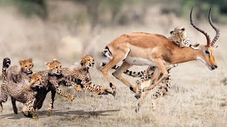 Mother Cheetah Teaches Baby Cheetah Attack Impala