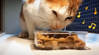 The pleasant sound of a cat eating (4)