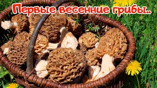 Весеннее изобилие грибов! Собираем первые весенние грибы.Сморчки.