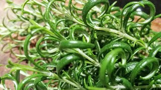 How to prepare tarragon stem cutting for planting by removing lower part  leaves using your fingers