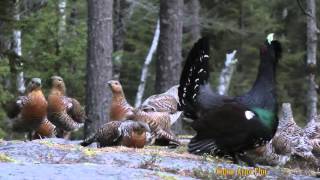 One Capercaillie and 23 female