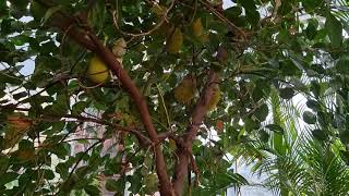 Jackfruit grown in New Zealand | Auckland Domain Wintergardens