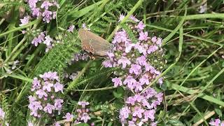 イレックスカラスシジミSatyrium ilicis (Ilex Hairstreak) 2024/06/30 Reotier France