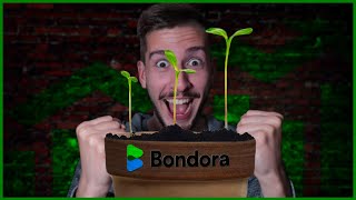 Investo 100€ al mese su Bondora Go&Grow e questi sono i miei guadagni: