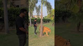 Tiger Want His Urine on My Face | Nouman Hassan