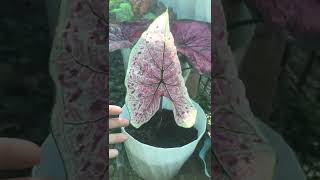 Update on my dormant Caladium #dormantcaladium #caladiumcare