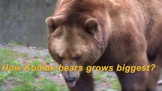 【Camojojo】What?? Kodiak bears learned open car doors!