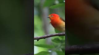 Manakin #birds #insectworld #fishtank #viralshort #nature #wildlife #insectcollection