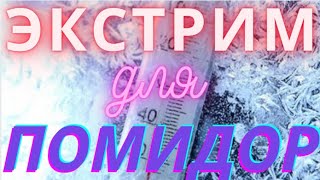 Теплая грядка для помидор. Посадка культур без вскапывания.