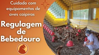 Como regular bebedouros na sua criação