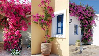 جيرانى سألونى إزاى شجرة الجهنمية | Bougainvillea عندى مزهر ؟ فقررت اقولكم السر فى الفيديو ده