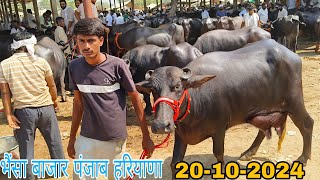 20-10-2024🐂 भैंसा बाजार पंजाब हरियाणा 🐃 buffalo ki Sabse badi Mandi