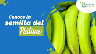 🍌De la Semilla al Plátano: Cómo Cultivar y Cuidar tus Propias Plantas🍌