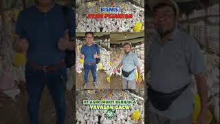 LAPORAN PEKAN KE 16 KERJASAMA BISNIS AYAM PEJANTAN PT AGRO MUKTI BERKAH DENGAN YAYASAN WAKAF GACW