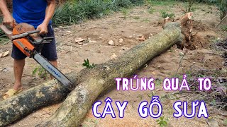 Trúng Lớn Cây Sưa Đỏ 20 Tuổi - Khai Thác Lấy Lõi Xuất Đi Trung Quốc - Gỗ Sưa Non