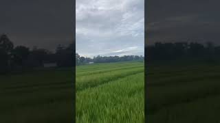 Do ra kangen suasana sawah ngene to lur?