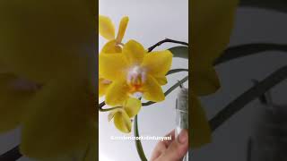 Sarı Orkide de aşktır #orkide #orchid #flowers #orchids #çiçek #plants