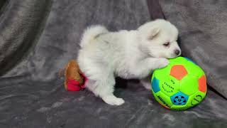 Pomsky Puppy Jack